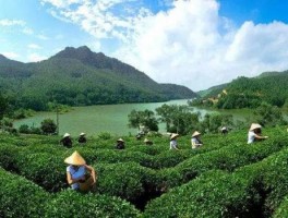 新化县茶叶产业办召开第二次全体会议以茶兴旅以旅促茶打造茶旅之乡