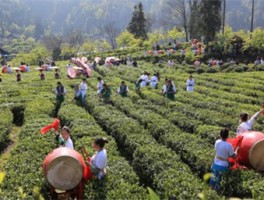 2021湖南茶叶乡村振兴“十大重点县”保靖—— “黄金”源产地 茶香行万里