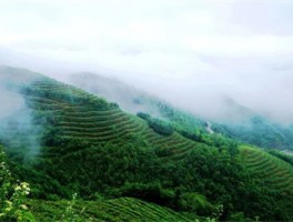 “红”起来的茶乡！贵州推出两条红色茶旅精品路线