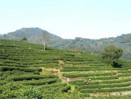 中国十佳茶旅研学线路正式发布