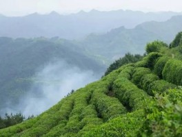 春茶销售迎旺季 古丈持续推进茶叶产业发展