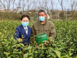 新昌农商银行积极搭建茶产业链平台助茶农增收