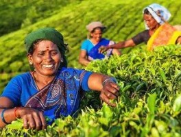 印度茶行业2022年面临诸多挑战