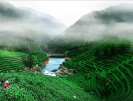 潮州潮安：茶旅融合 打造乡村振兴示范带