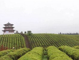 黎平：探索“茶旅”融合新模式 以“两茶”助力乡村振兴