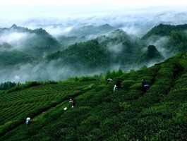 春茶季来临，各产区出现“茶工荒”现象