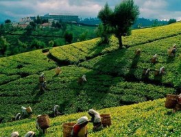 斯里兰卡2022年第一季度茶叶出口量创23年来最低