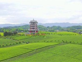 湄潭：翠绿茶海风光美