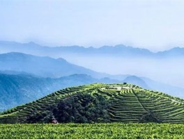 昌宁漭水：“453”模式探索茶旅融合新业态