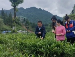 湖南农业大学朱海燕教授团队来龙山考察调研“茶旅融合”项目