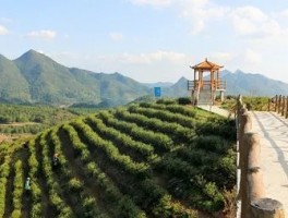云南澜沧：促进茶旅融合发展 提升澜沧茶旅品牌