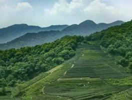 永泰县以茶为媒 助推茶旅高质量发展