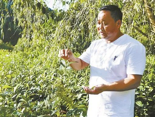 十年“磨”一茶 ——保靖县客寨村周海林的致富经