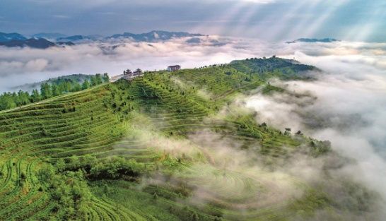 贵州推进茶旅融合高质量发展——茶园变景区 茶山变金山