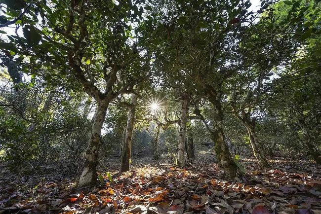 普洱市古茶树资源保护新规 2022年1月1日起施行