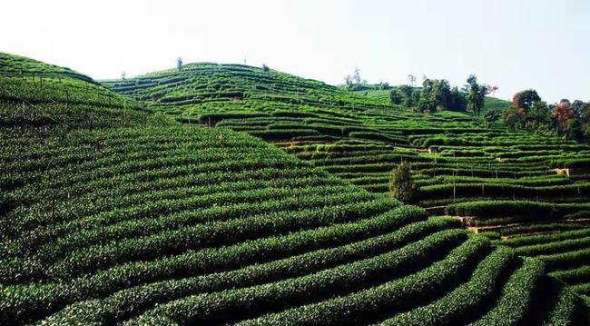 杭州市财政支持西湖龙井茶品牌发展