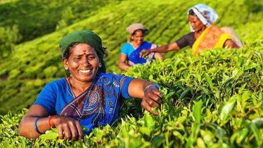 印度茶行业2022年面临诸多挑战