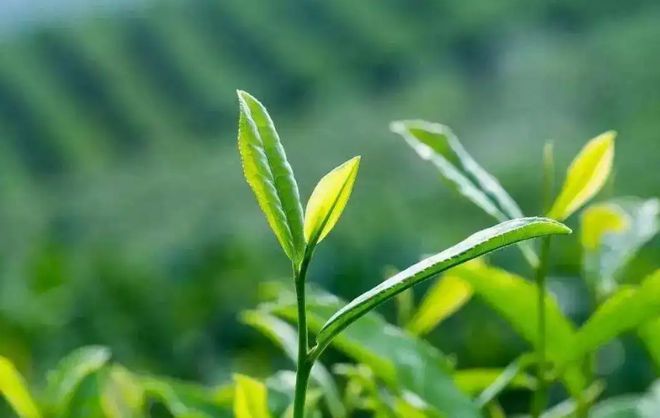 2022年一季度茶产业形势分析报告