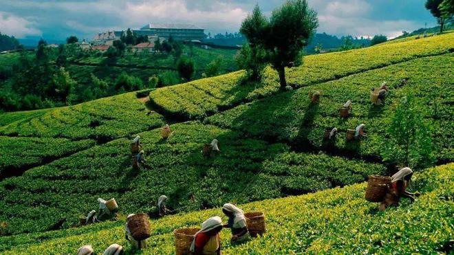 斯里兰卡2022年第一季度茶叶出口量创23年来最低