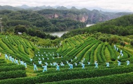 泰宁依托旅游资源优势，推动茶旅融合发展