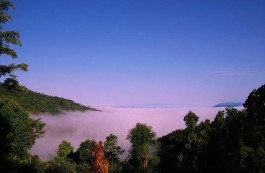 云南普洱茶名山之—南糯山