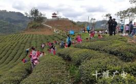 农旅融合结硕果 竹山茶园一天接待1600名小游客