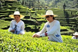 安化2021茶旅论坛将限量发售开杠版大师千两茶
