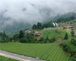 “三峡茶旅小镇”建成开放 十亿元打造夷陵茶旅融合新业态