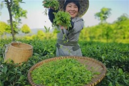 春茶破局，脱贫在望！一季度贵州省春茶生产实现开门红