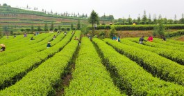 “千年传承 茶香袅袅”新化打造茶旅融合新型发展业态与产业集群