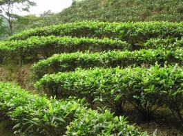 文山茶产业概况：历史与现状
