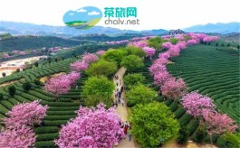 遂川入选首个“国际茶日”生态观光茶旅线路