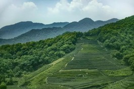 安徽泾县：抓产业 融茶旅 促进农民增收