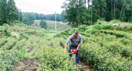 南川：茶旅融合 借力优质生态 打造“万亩茶乡”