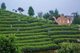 最美茶园：都匀市螺丝壳河头茶叶农民专业合作社