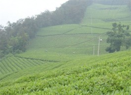 松峰茶的制作工艺（松峰茶的采摘标准）