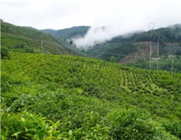 努力打造茶文旅融合发展标杆 张惠强到长洲区调研摩天茶海项目建设推进情况