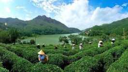 新化县茶叶产业办召开第二次全体会议以茶兴旅以旅促茶打造茶旅之乡
