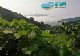 茶旅集团正能量：湖南云台山有一种美丽叫高温下的坚守