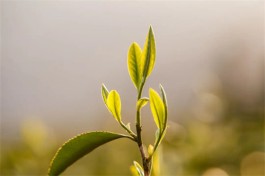 喝茶，是对生命的投资