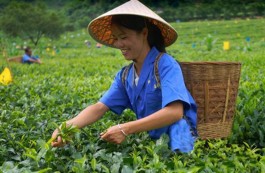 石山茶山行