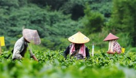 寒露茶的茶汤与口感（寒露茶的功效与作用）