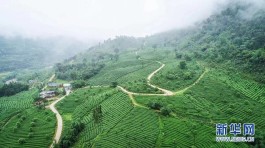 第十五届中国茶业经济年会在广东清远英德开幕