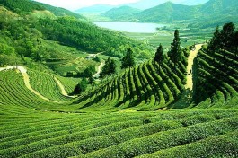 明宗定"君山银针定"贡茶传说