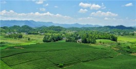 贵州高原上一颗明珠，被誉为“云贵小江南”，号称贵州茶业第一县