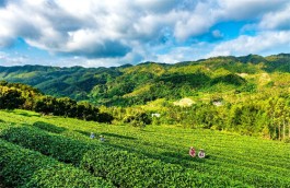 第四届广东茶叶产业大会8月20日至21日在江门举行