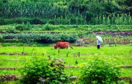 金牌茶旅路线，谢裕大茶旅路线