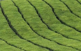 喝茶与性格有关？竟然比星座还准！
