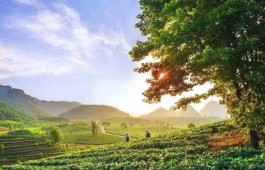 英德红茶如何跳出“丰产不丰收”的怪圈？