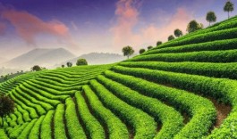 福建省出台十条措施加强茶产业职业技能提升